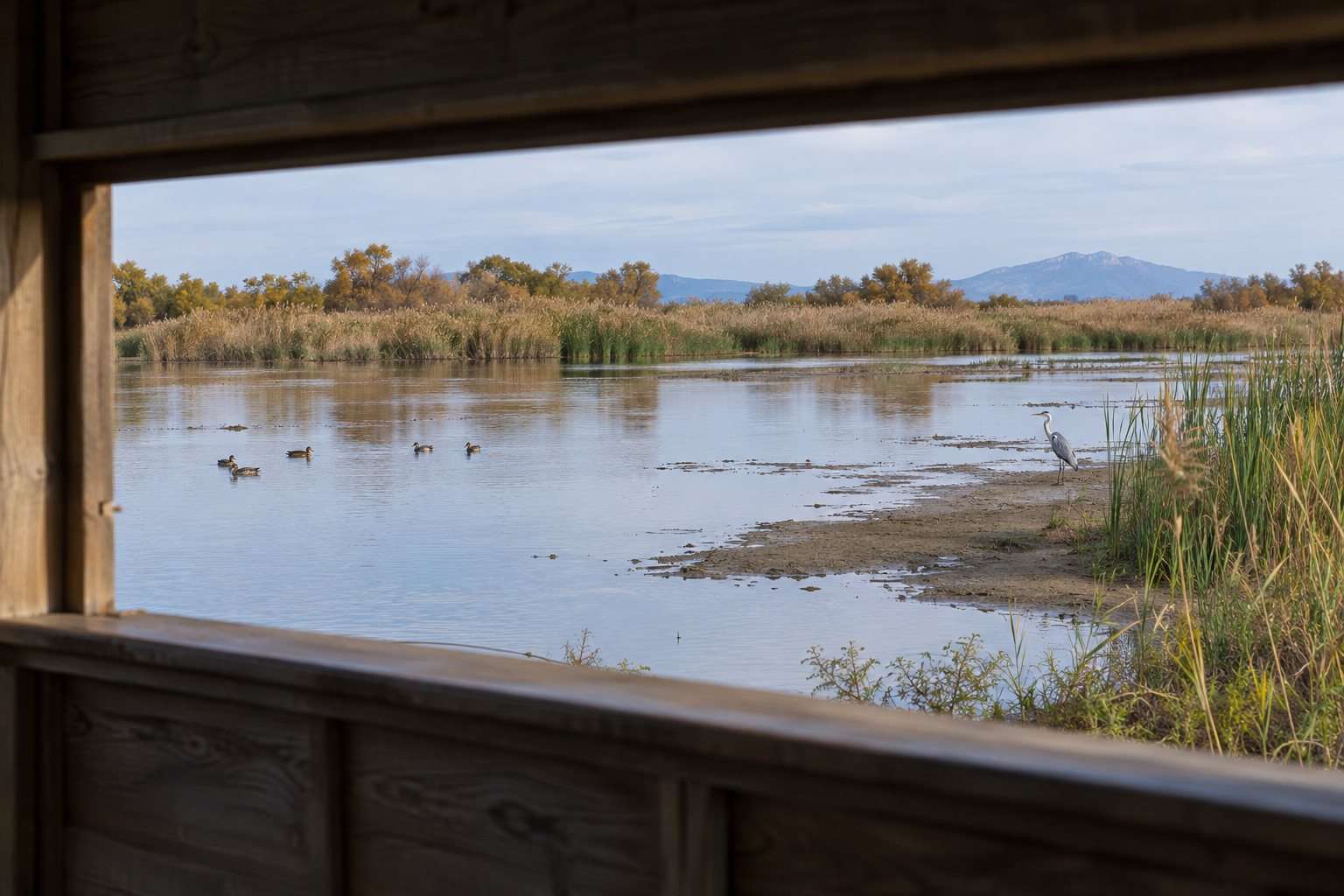 Agua, carrizos y orillas: cómo observar la vida de una laguna