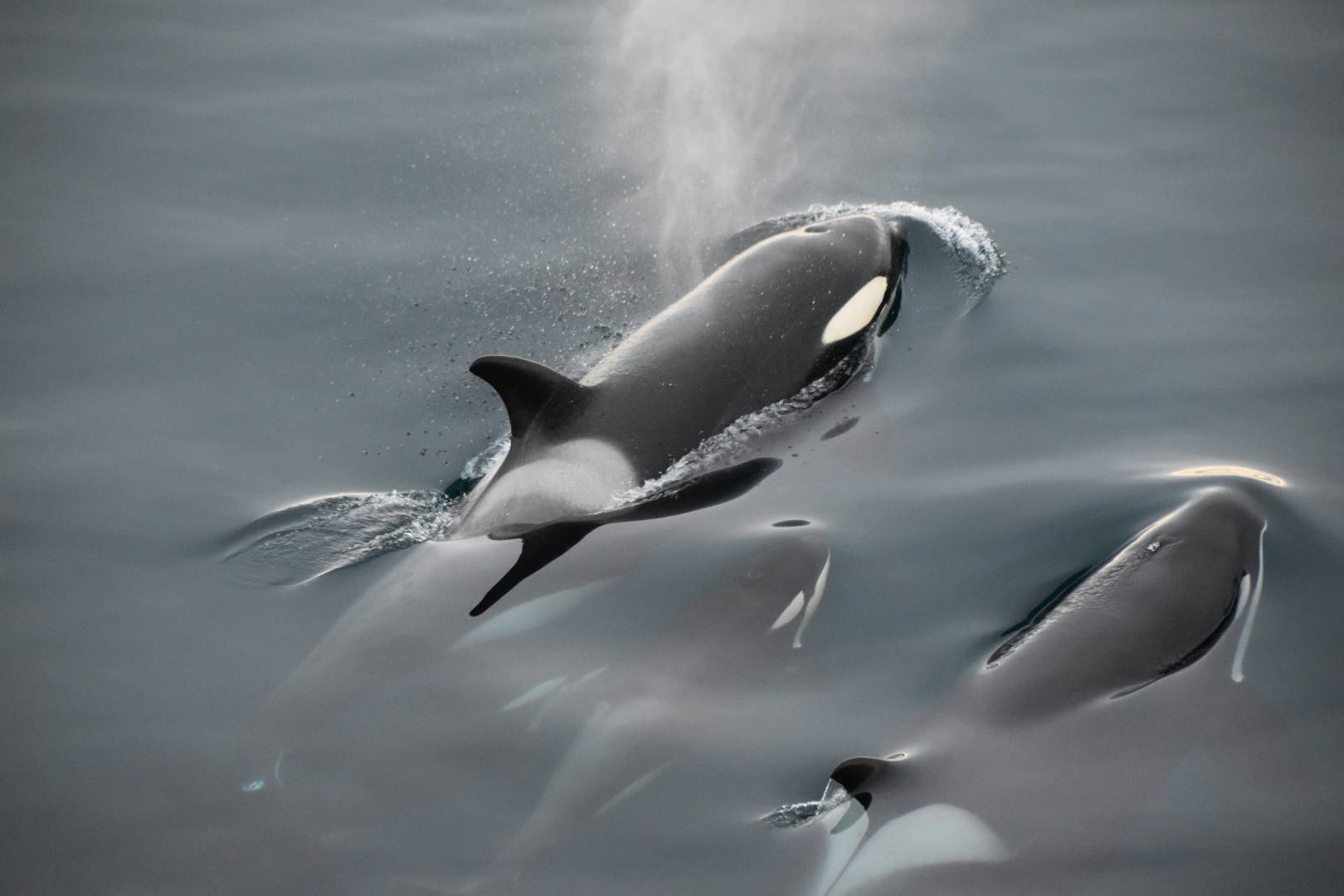Cómo cazan las orcas en grupo y se reparten las presas