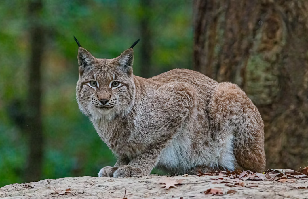 Proyectos de conservación exitosos que salvaron especies en peligro